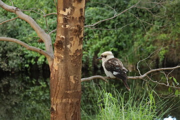 Kookaburra in Nature