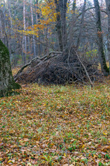 A meadow covered with green grass and dry leaves. A pile of brushwood under the bushes. Autumn colors. The forest in the background