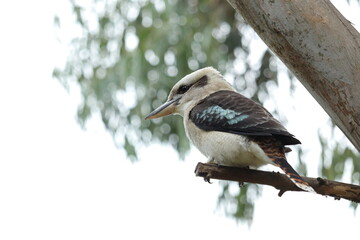 Kookaburra in Nature