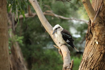 Kookaburra in Nature