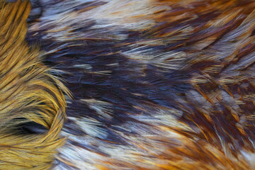 Colorful feathers, chicken feathers background texture, abstract texture background pattern of chicken feathers, macro photo of hen feathers. background or texture, Chicken feather or Rooster feather
