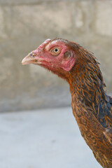 Closeup of the head of a hen with a red crest, Chicken face closeup, Closeup hen face with blur background, Portrait of a hen face, close up chicken or hen in the rural farm, domestic chicken