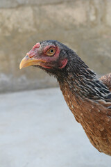 Closeup of the head of a hen with a red crest, Chicken face closeup, Closeup hen face with blur background, Portrait of a hen face, close up chicken or hen in the rural farm, domestic chicken
