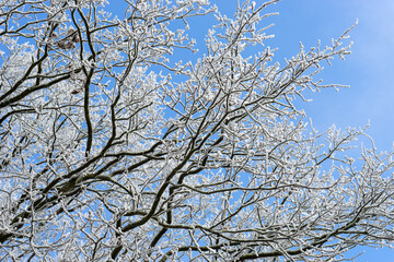 Crown of an oak tree with hoarfrost against a blue sky