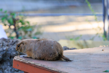 動物園のオグロプレーリードッグ