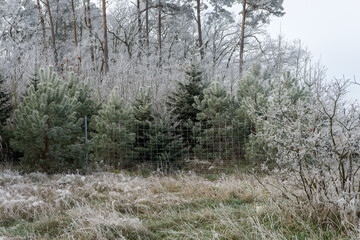 Planting young conifers with protective fence