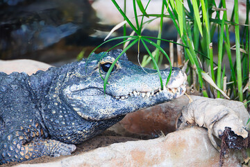 動物園のニシアフリカコガタワニ