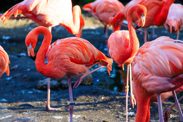 沢山のフラミンゴ