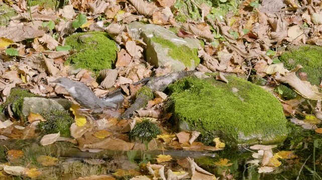 Southern Urals, a white-throated dipper (Cinclus cinclus) at the Blue Griffin spring near the Zilim River in autumn.