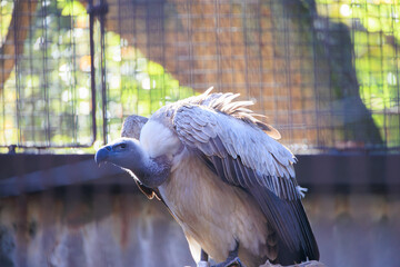 動物園のコシジロハゲワシ
