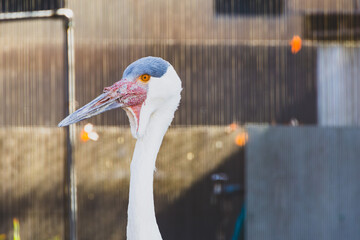 動物園のホオカザリヅル