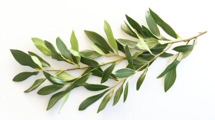 A photostock of a beautiful olive branch, its leaves glistening softly, resting against a white background, perfect for a minimalist aesthetic.