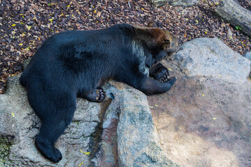 後ろ姿のエゾヒグマ