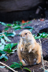動物園のオグロプレーリードッグ