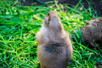 動物園のオグロプレーリードッグ