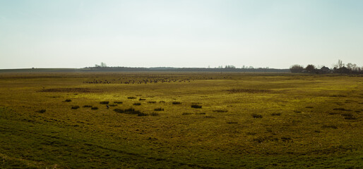 Fototapeta premium Vast Open Grassland With Grazing Birds Under Clear Sky in Rural Dutch Countryside During Late Afternoon