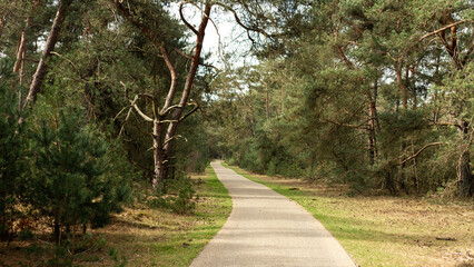 Serene forest pathway winding through lush green woodland surrounded by towering pine trees under soft daylight