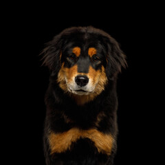 Portrait of Buryat-Mongolian Wolfhound, Bankhar or Hotosho Dog Isolated on Black Background in studio