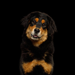 Portrait of Buryat-Mongolian Wolfhound, Bankhar or Hotosho Dog Isolated on Black Background in studio
