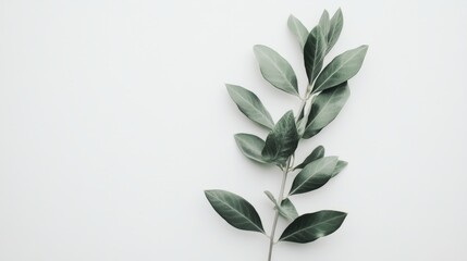 A single olive branch with soft, earthy green leaves, carefully arranged on a bright white background, symbolizing harmony and serenity.
