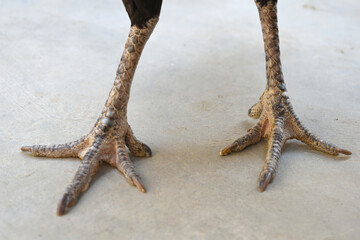 Close-up foot image of a hen's foot, Leg of Hen, Chicken feet close up claws, Close-up view of chicken’s feet on farmyard ground, Leg of a rooster, the legs of a rooster with scales and claws closeup © A Nature's clicks 