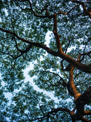 Looking up Trees Branches and leaves blowing in the wind with blue sky.