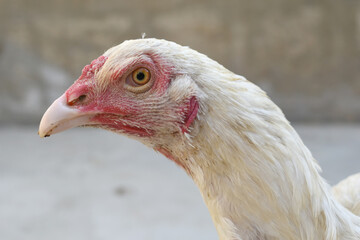 A rooster with a red comb and beak stands in front of a wall, Portrait of a rooster face closeup, Aseel rooster closeup, rooster's head. Sharp eyes with hard beak and red crested, chicken face closeup