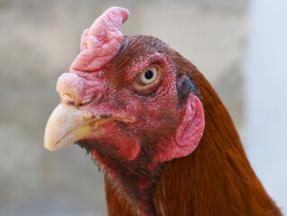 A rooster with a red comb and beak stands in front of a wall, Portrait of a rooster face closeup, Aseel rooster closeup, rooster's head. Sharp eyes with hard beak and red crested, chicken face closeup