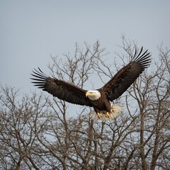 Obraz premium Eagle in Flight, Overcast Skies, Freedom and Power Motif, Perfect for Wildlife Conservation Awareness Campaign or Inspirational Corporate Retreat Material
