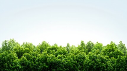 Obraz premium Green tree under white sky in summer forest with vibrant green foliage and lush natural landscape