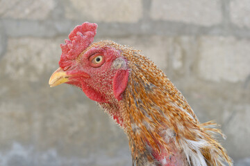 A rooster with a red comb and beak stands in front of a wall, Portrait of a rooster face closeup, Aseel rooster closeup, rooster's head. Sharp eyes with hard beak and red crested, chicken face closeup