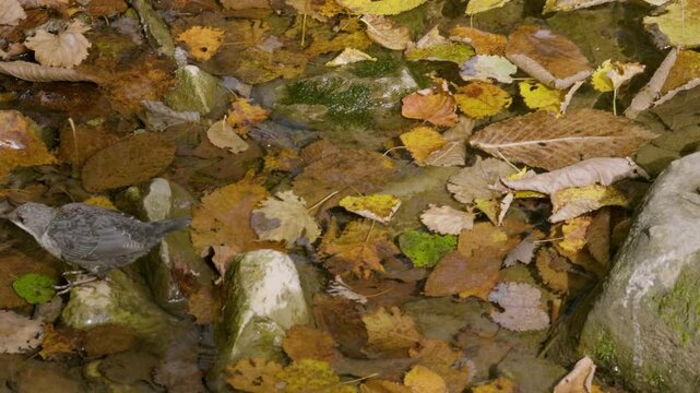 Southern Urals, a white-throated dipper (Cinclus cinclus) at the Blue Griffin spring near the Zilim River in autumn.