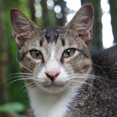 Close up portraits of a cat in nature