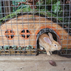 Obraz premium Rabbits exit from cage