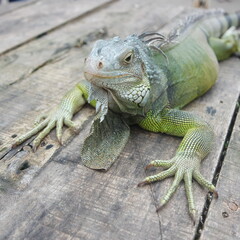 Iguana on surface wood