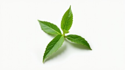 Obraz premium Single Fresh Bay Leaf Isolated on White Background