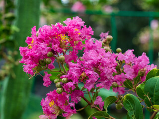 pink and white flowers
