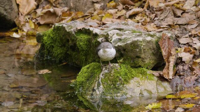 Southern Urals, a white-throated dipper (Cinclus cinclus) at the Blue Griffin spring near the Zilim River in autumn.
