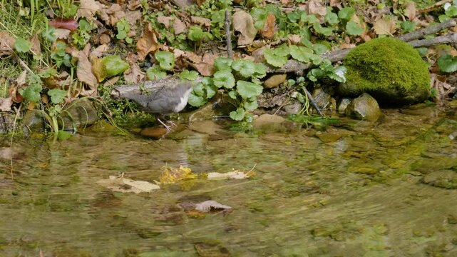 Southern Urals, a white-throated dipper (Cinclus cinclus) at the Blue Griffin spring near the Zilim River in autumn.