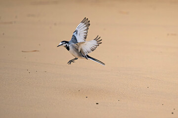 Bird in Japan: Japanese Wagtail