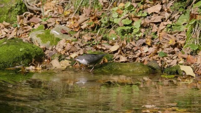 Southern Urals, a white-throated dipper (Cinclus cinclus) at the Blue Griffin spring near the Zilim River in autumn.