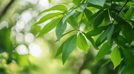 Obraz premium Lush Green Leaves with Sunlight Bokeh Effect in Natural Environment