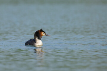 Great crested grebe swimming on a lake