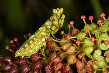 Camouflaged flower mantis (Creobroter ssp.) on inflorescence of Nepenthes fusca, Sarawak, Borneo