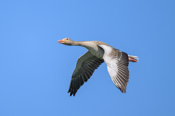 Greylag goose in flight on a sunny day in springtime