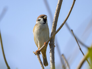 Eurasian Tree sparrow sitting on a twig
