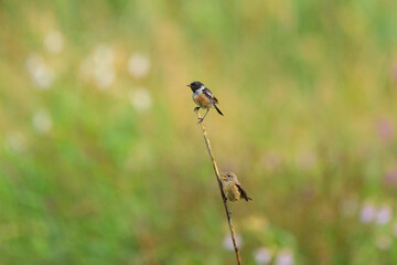 A common stonechat sitting on a plant