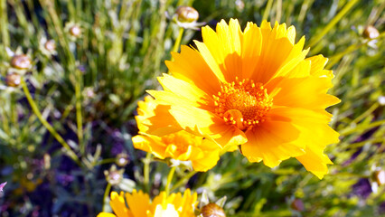 Coreopsideae Flowers in the Garden and Park