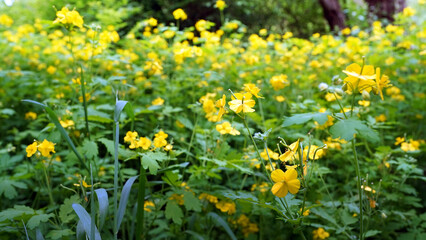 Yellow Flower Field of Greater Celandine in the Wild