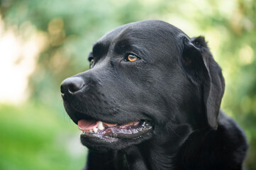 A black Labrador Retriever dog, outdoor.